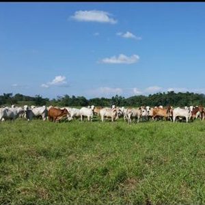 Medicina Veterinaria y Zootecnia certifica 10 hatos ganaderos en Antioquia