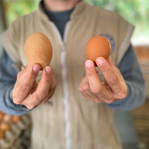 Blanco es, frito se come y las gallinas CES 1.600 huevos diarios ponen