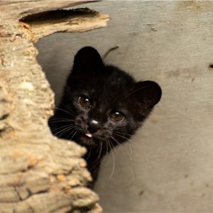 Equipo de fauna CES participó en liberación de tigrilla lanuda en el Alto de San Miguel