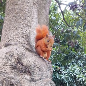 De plumas, colas y bigotes, estos son los animales que habitan el campus Poblado en la U