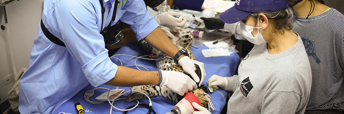 Tras ser liberado, felino es rastreado por satélite en Antioquia