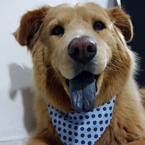 Toby, el perro de Manizales que recibirá un marcapasos del CVZ