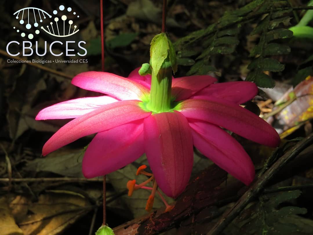 Universidad CES desarrolla la única subcolección de Aromas de la Biodiversidad en Latinoamérica