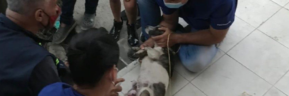 Más de 200 animales atendió equipo de Rescate Animal CES en Ituango, Antioquia