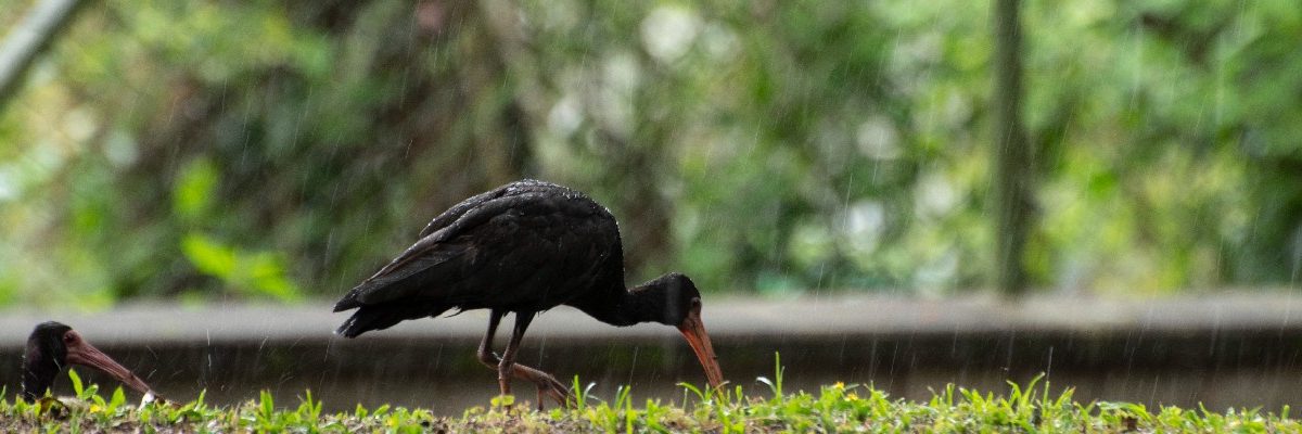 “Operación coquito”: campaña de la U para proteger la vida silvestre