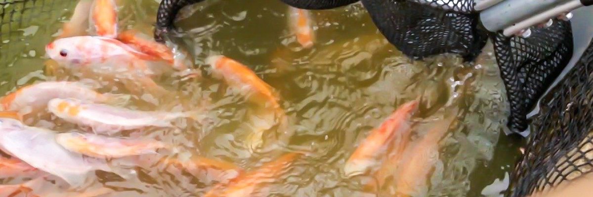 Mejoramiento en la calidad del agua en granjas de tilapia, la experiencia San Carlos