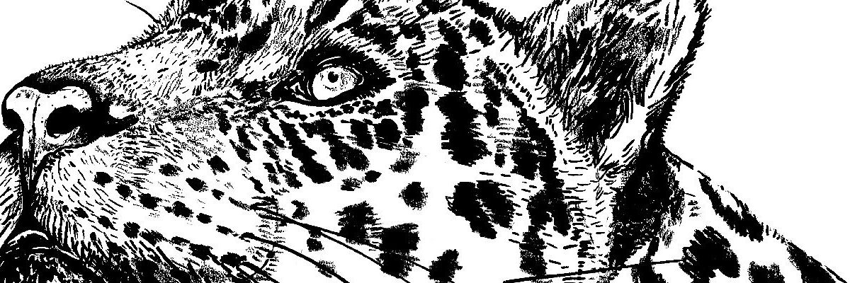 Universidad CES y FAUCES ‘sacaron las garras’ en apoyo al mes del jaguar