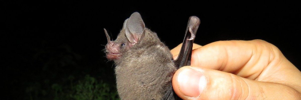 Especies como puercoespines, murciélagos, zorros, fueron encontrados en plantaciones forestales por investigador CES