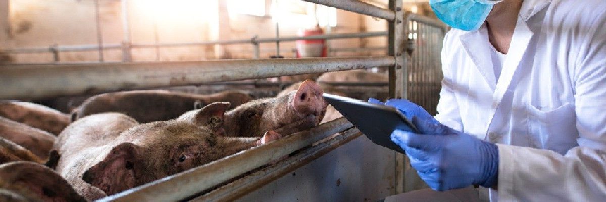 Cerdos de granjas están en riesgo de contraer la peste porcina africana en Suramérica