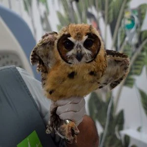 CVZ realizó en Antioquia la primera tomografía a un búho rayado