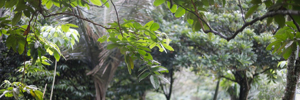 En Colombia hay 28.000 plantas nativas, algunas de ellas están en la U. CES
