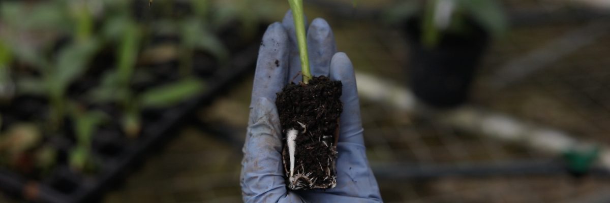 UBi clonó bananos de laboratorio para propagar hasta 10.000 plantas