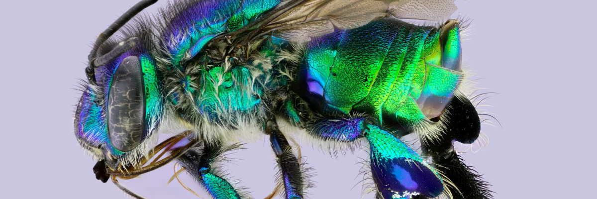 Sin el trabajo de las abejas no habría ni para jugo de maracuyá