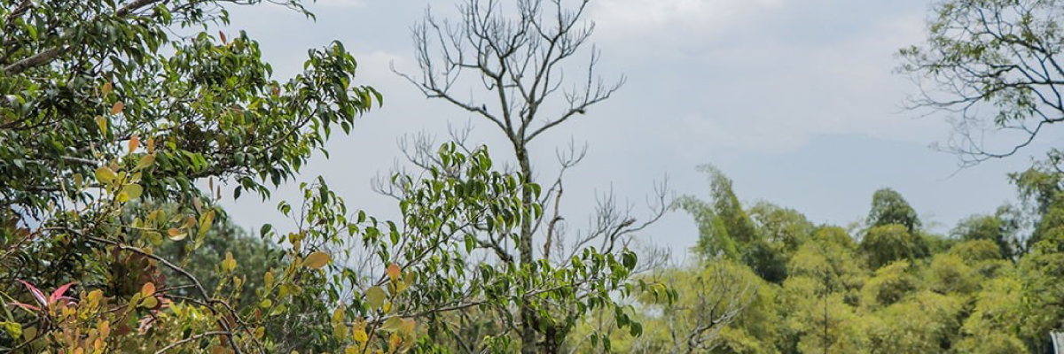 U. CES participó en declaratoria de La Estrella como Área Libre de Fauna Silvestre