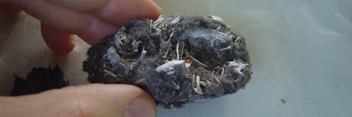 Investigadores CES estudian el ‘vómito’ de búhos y lechuzas