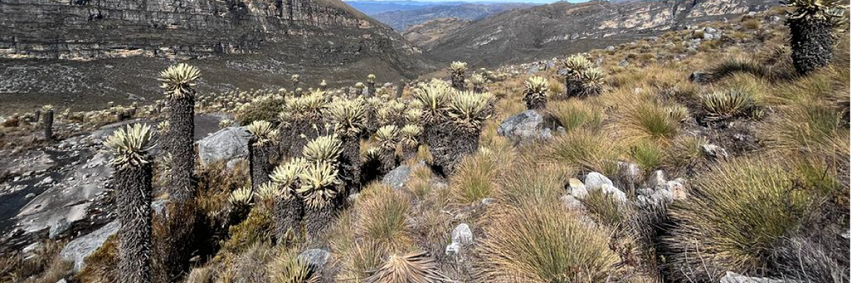 ¡Hola, soy frailejón! la especie carismática de los páramos
