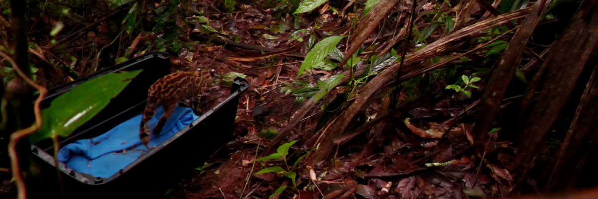 Tigrillo lanudo fue rehabilitado y liberado en el Suroeste antioqueño