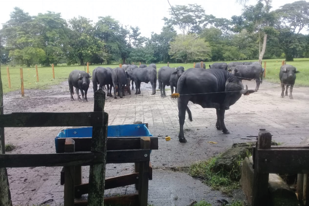 En Colombia realizan V prueba de desempeño en pastoreo para seleccionar búfalos genéticamente superiores para características asociadas a producción de carne