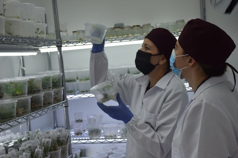 UBi, la guardería de plantas que ‘germina’ negocios de crisantemo en Holanda