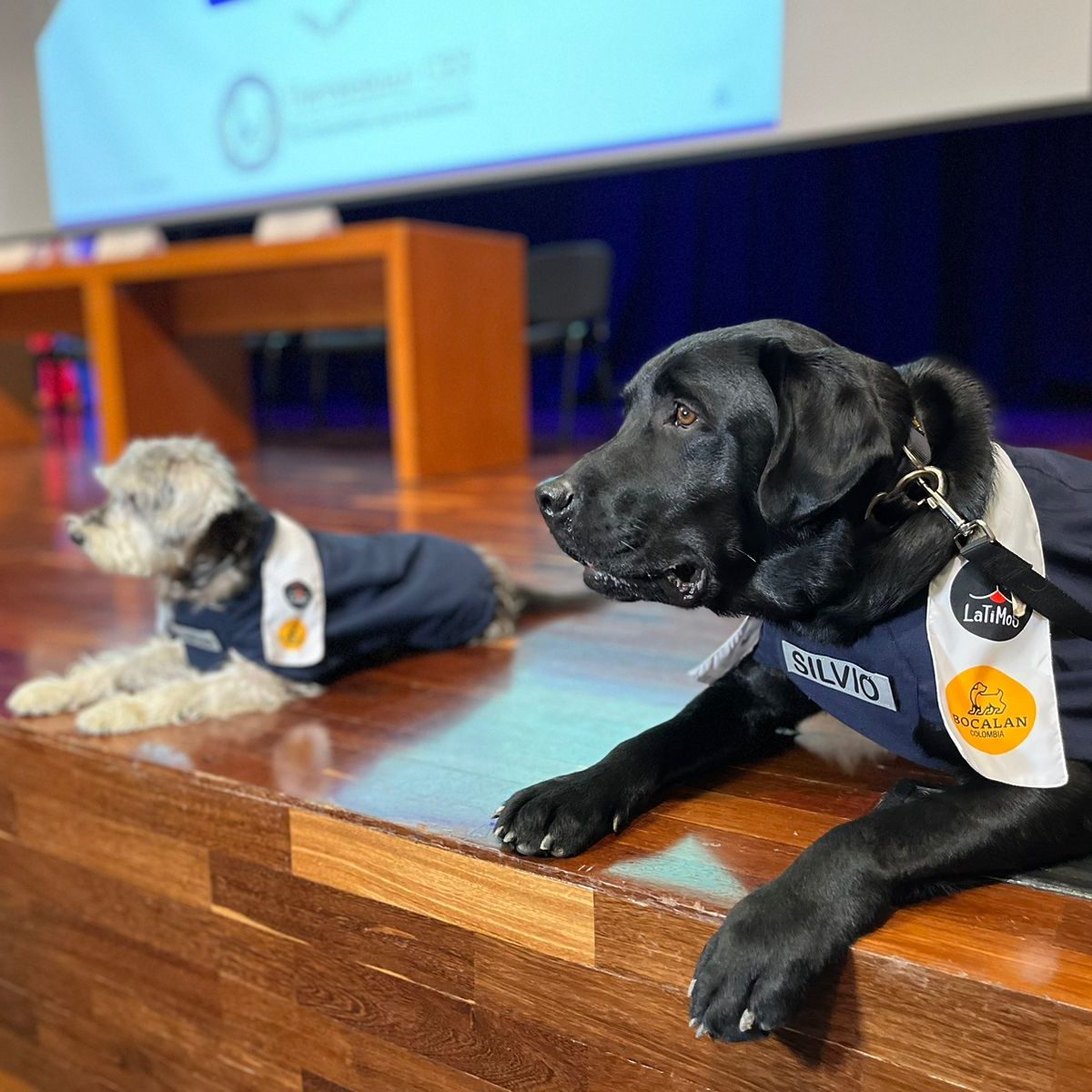 Ramona y Silvio, los dos primeros perros que se graduaron en Asistencia en una universidad de Colombia