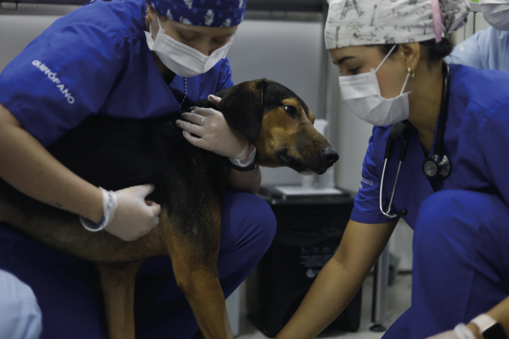 ‘Majin Buu’, el primer perro operado con tecnología 3D en el CVZ