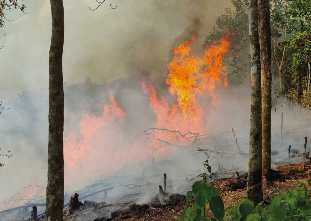El Amarrabollo y el Chachafruto, las especies del bosque andino vulnerables al Fenómeno de El Niño en Colombia