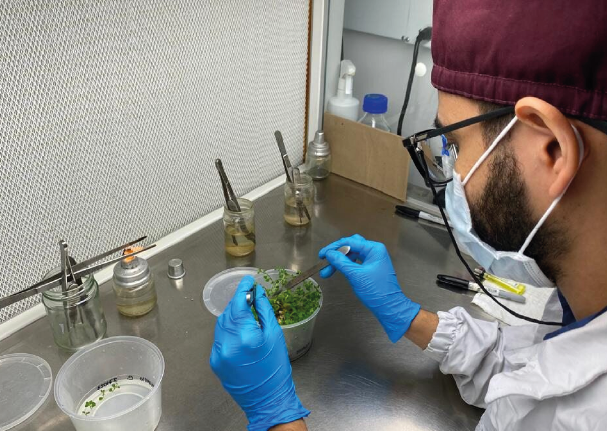 La Unidad De Biotecnología Vegetal (UBI) de la U. CES recibe visita de IVC (inspección, vigilancia y control) y ratifica su registro ICA