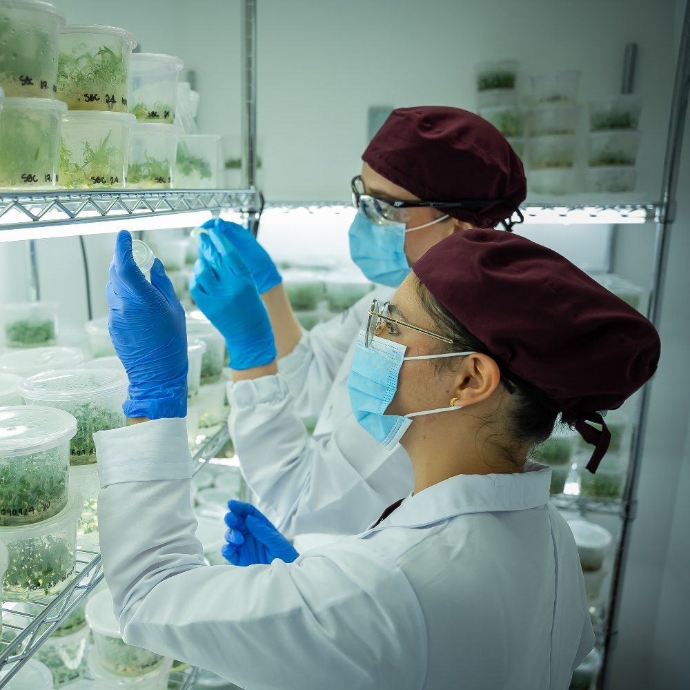 Dos personas con batas blancas, gorros y guantes azules manipulan recipientes con plantas en un laboratorio, frente a estanterías llenas de frascos transparentes.