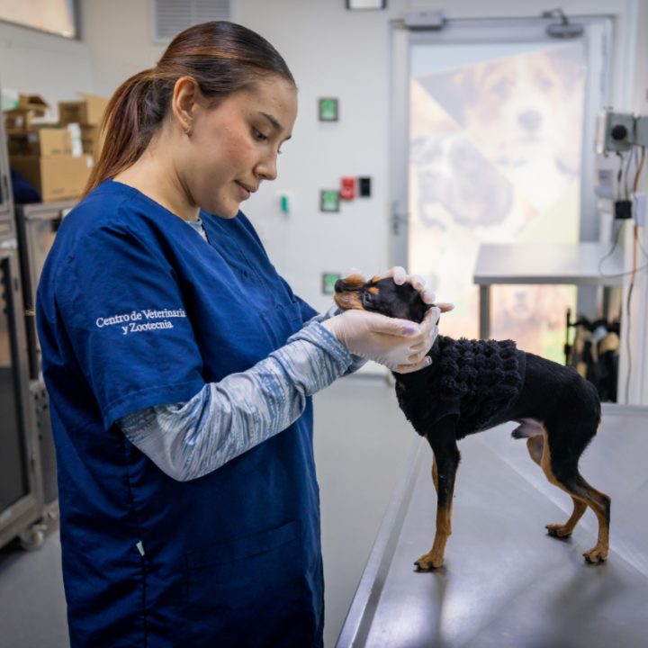 Persona con uniforme veterinario sostiene la cabeza de un perro pequeño sobre una mesa metálica en una clínica.