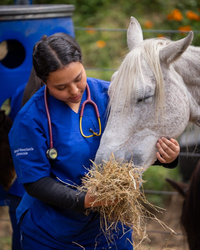 Persona con uniforme azul y estetoscopio sostiene heno mientras un caballo blanco lo come, en un entorno exterior con vegetación y una estructura metálica al fondo.
