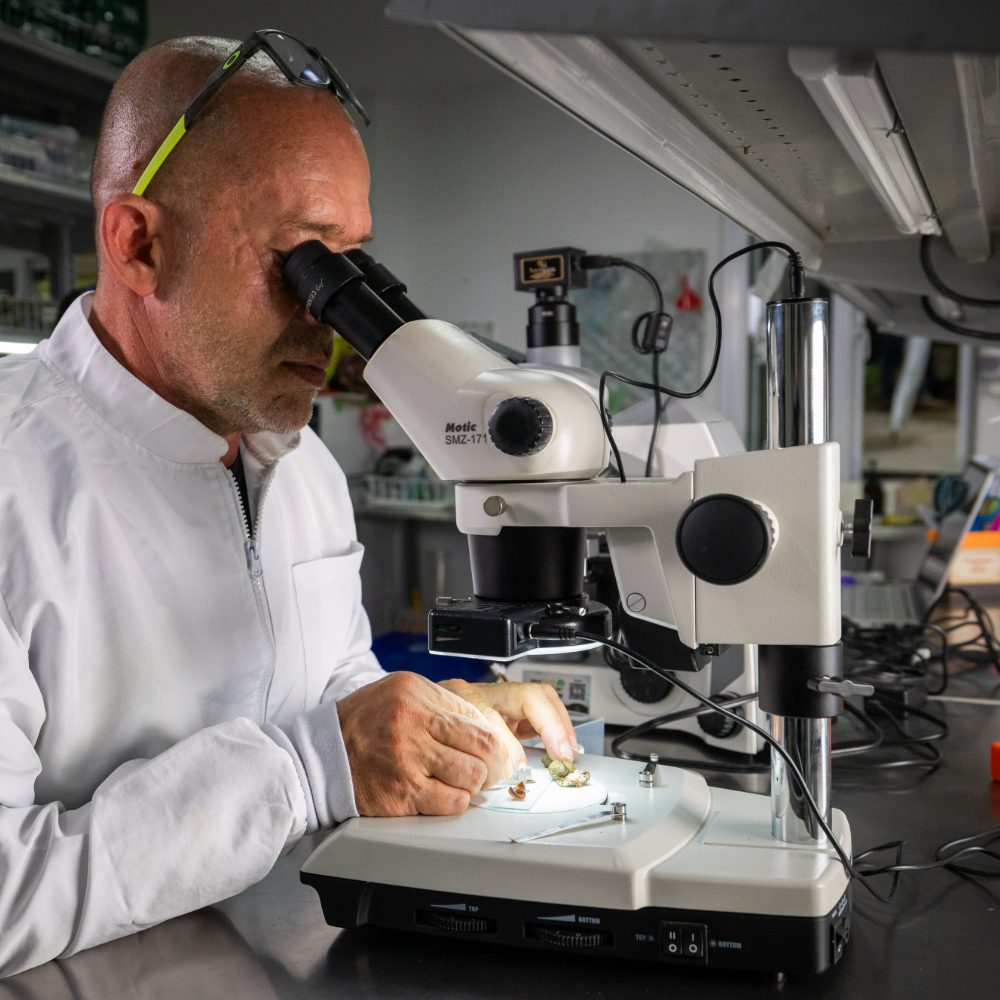 Persona manipulando una muestra bajo un microscopio estereoscópico en un laboratorio.